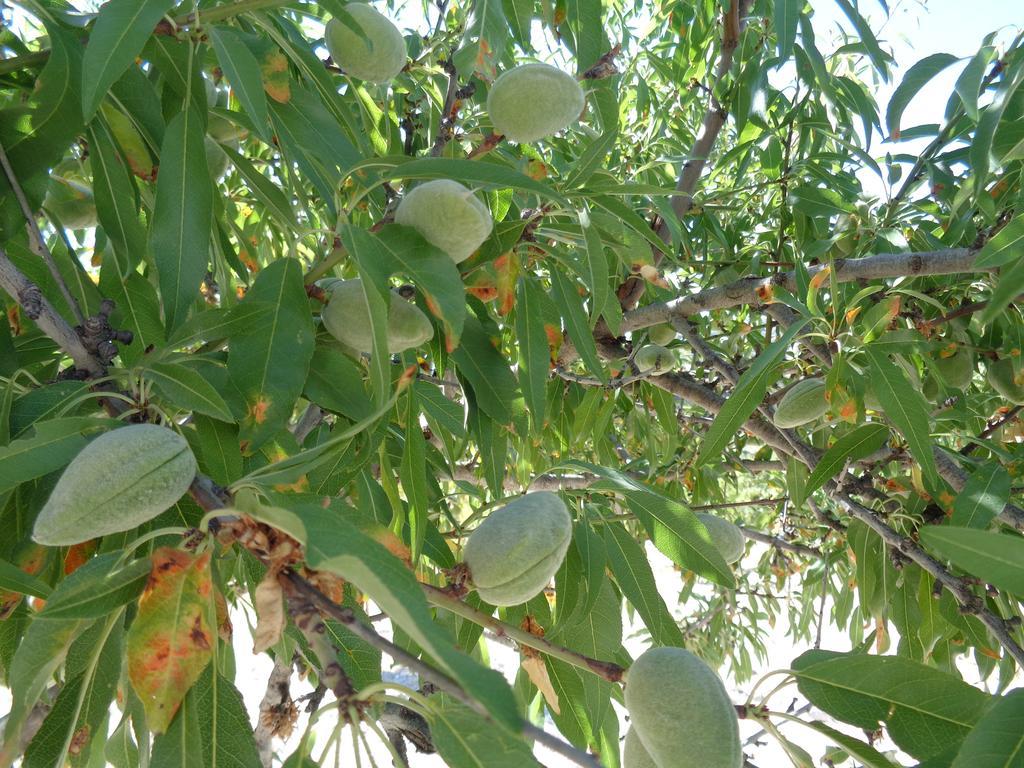 Agriturismo Baglio Del Melograno Βίλα Aragona Εξωτερικό φωτογραφία