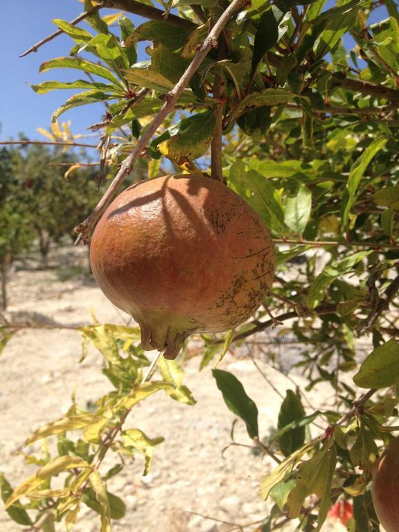 Agriturismo Baglio Del Melograno Βίλα Aragona Εξωτερικό φωτογραφία