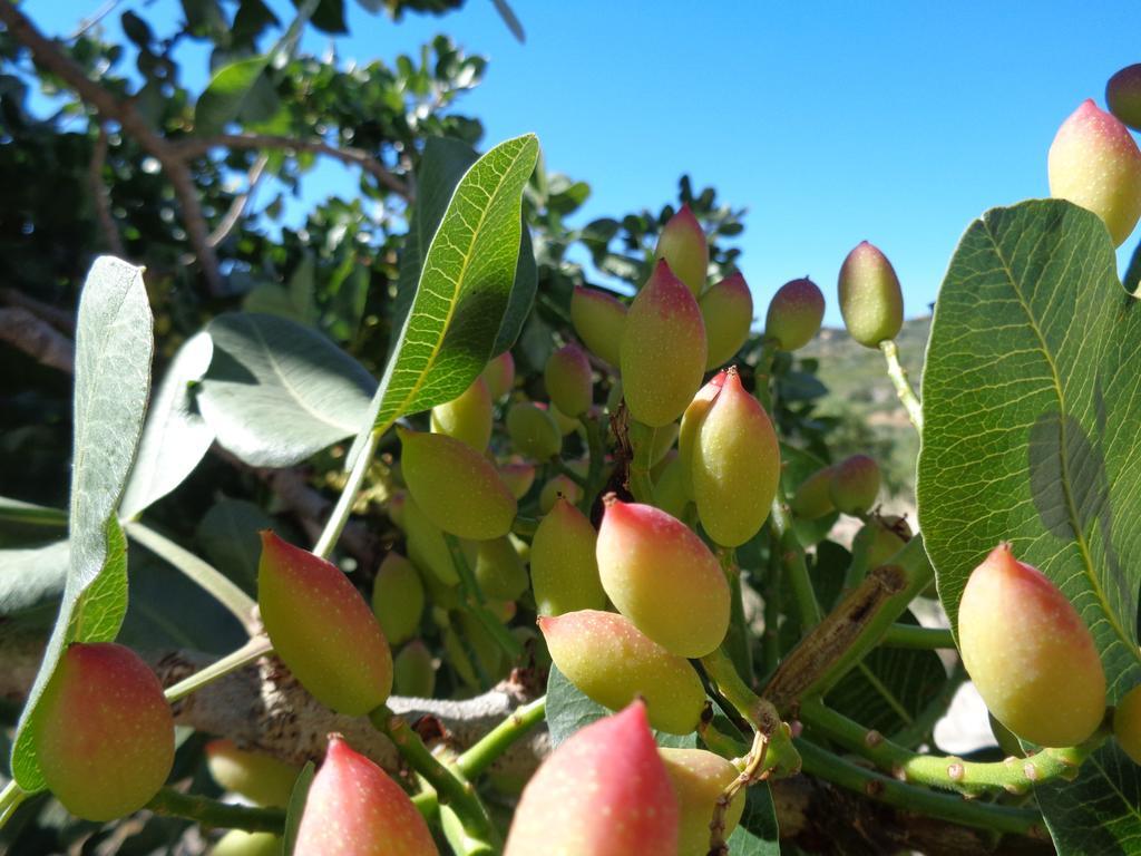 Agriturismo Baglio Del Melograno Βίλα Aragona Εξωτερικό φωτογραφία